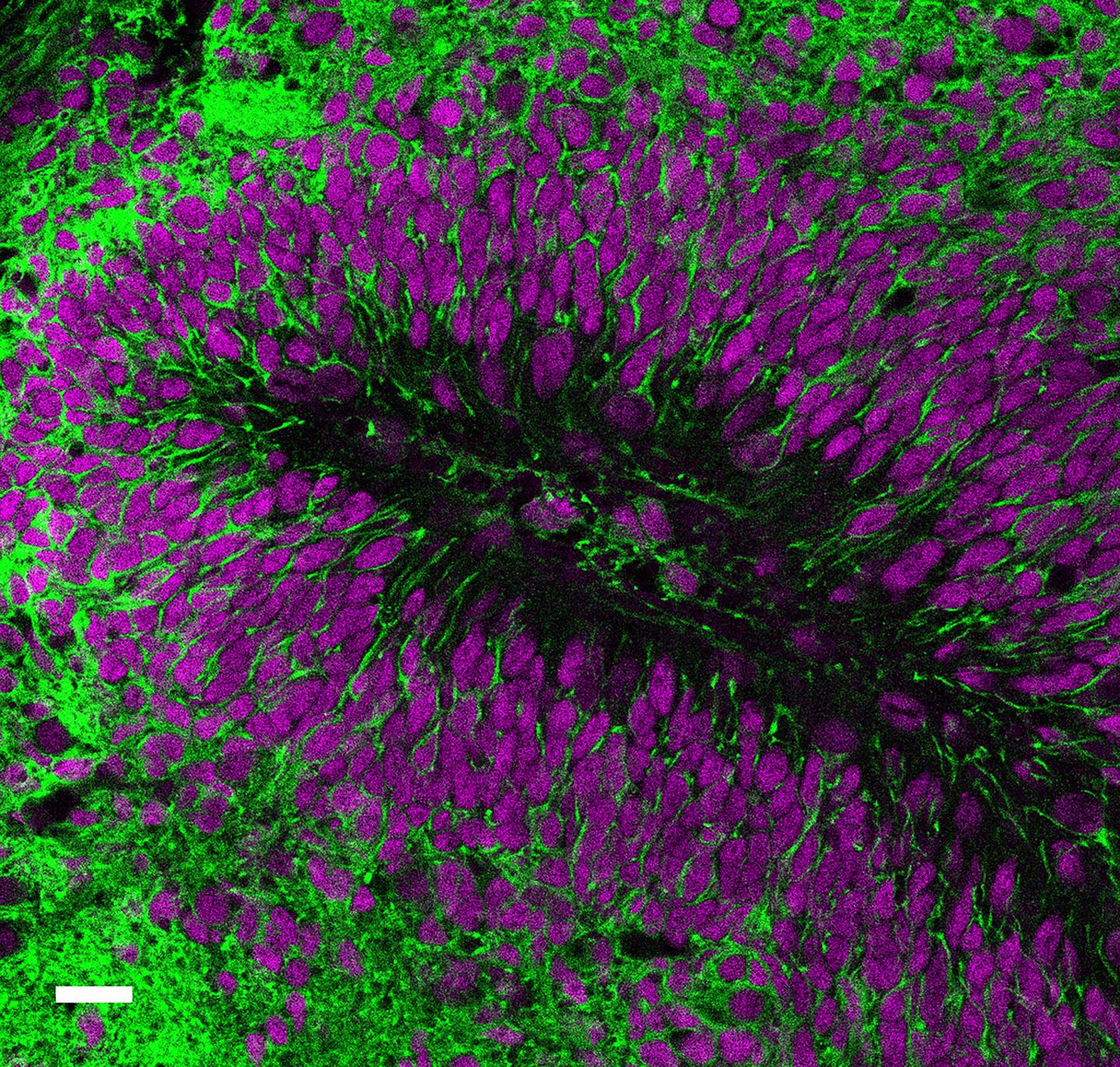 Neurons