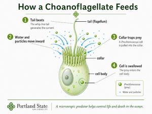 How the choanoflagellate feeds