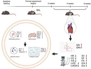 Inflammation and Mitochondrial Dysfunction in Cirrhotic Cardiomyopathy: Therapeutic Implication