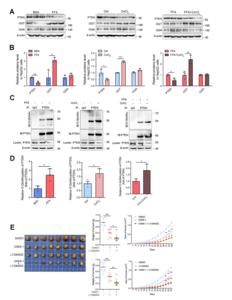 The Therapeutic Potential of OSMI-1