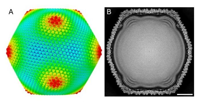 Figure 1. Overall structure of Melbournevirus at 4.4 Å resolution