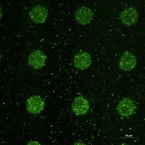 Swarming extracellular vesicles create a micro pattern