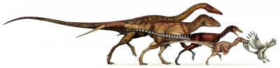 The Dinosaur Lineage that Evolved into Birds