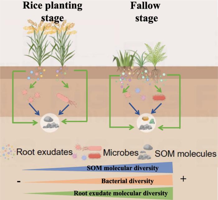 Diverse biological communities promote SOM molecular diversity and compositional transformations during natural fallow stage in paddy fields