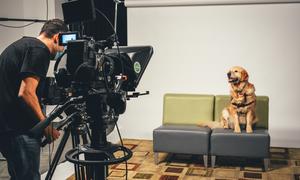 Virtual canine therapy