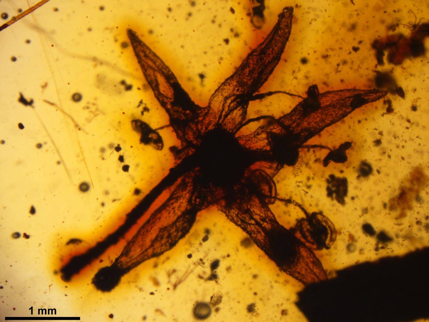 <i>Lijinganthus revoluta</i>