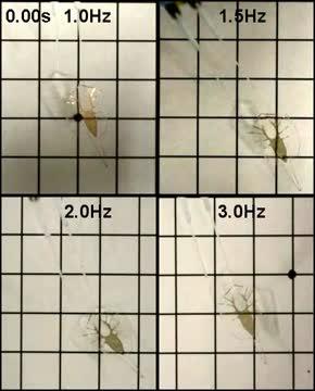 The Debut of a Robotic Stingray, Powered by Light-Activated Rat Cells (17 of 18)
