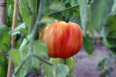 Tomato