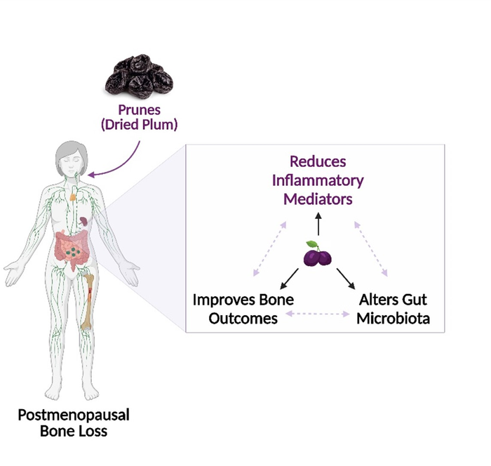 Prune study graphic