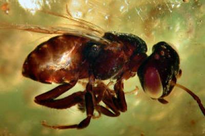 Sub-Fossilized Insect in Copal