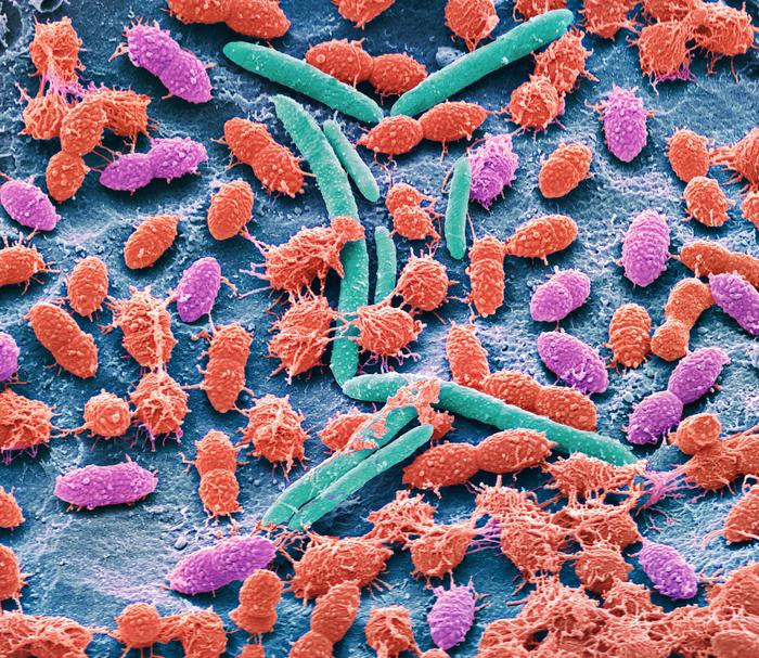 Faecal bacteria