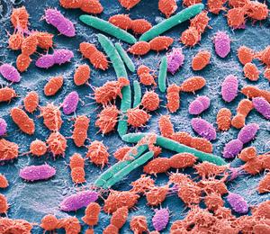 Faecal bacteria
