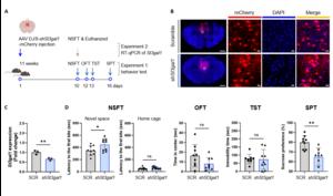 Figure 3. Induction of depression-like behaviors by reduced St3gal1 expression in the mPFC