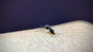 Aedes aegypti