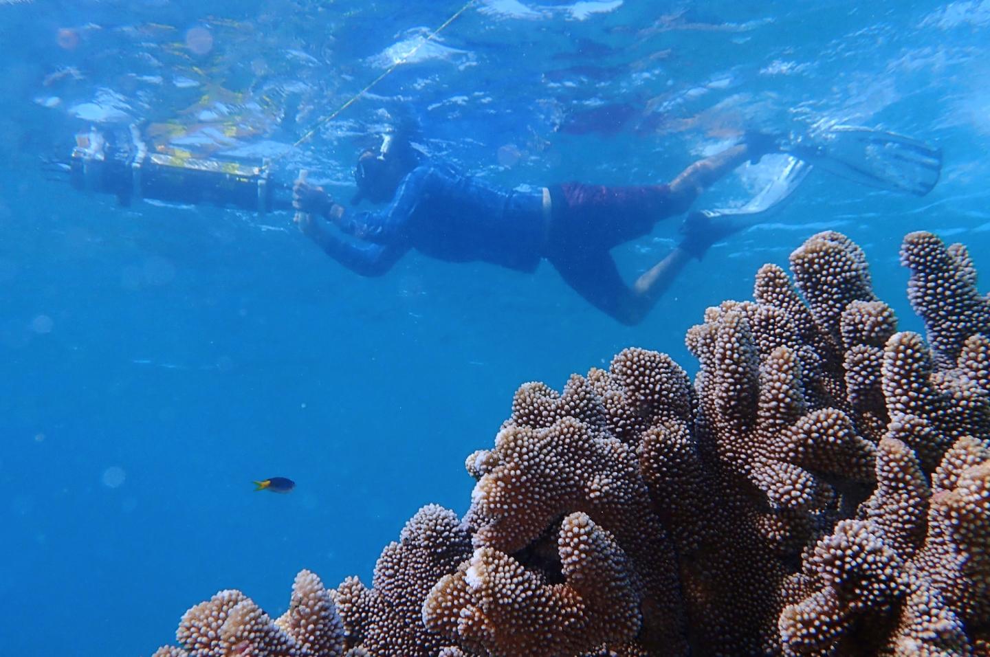 Diver Survey