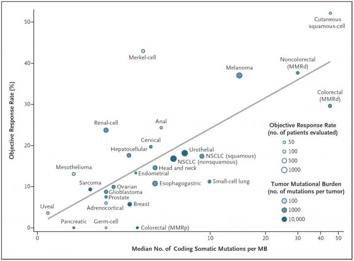 More Tumor Mutations Equals Higher Success Rate With Cancer Immunotherapy Drugs