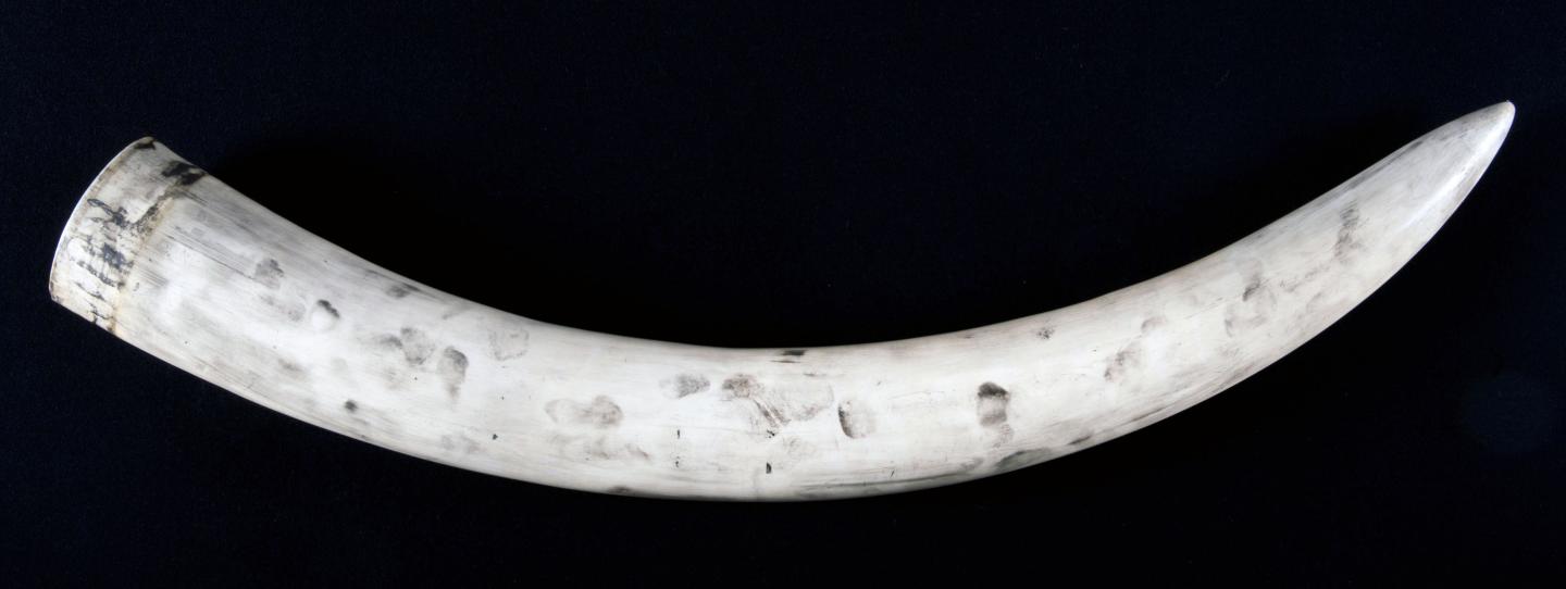 Ivory Fingerprints