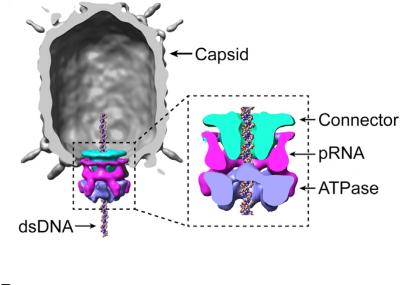 Phi 29 virus capsid