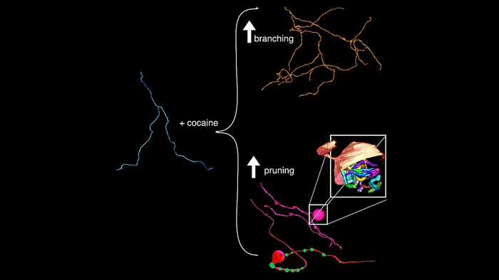 CPA_RESIZE_UChicago Neuron Image_16x9_01