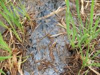 Unintended Wetland