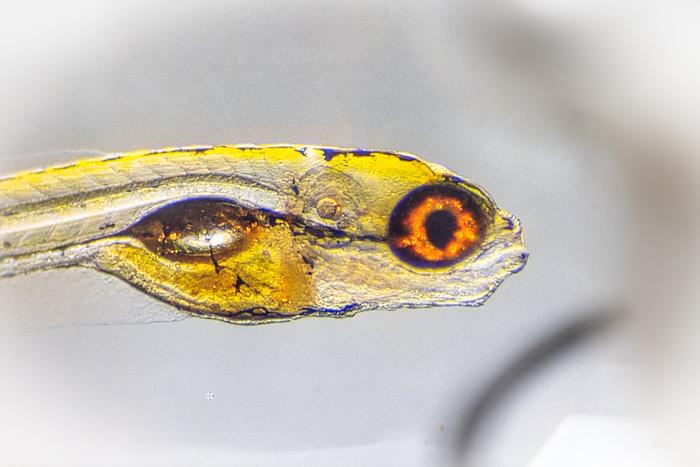 PoseR, a plugin designed to accelerate the analysis of animal behaviours. It simplifies the process of training deep learning behavioral classifiers for a wide range of applications