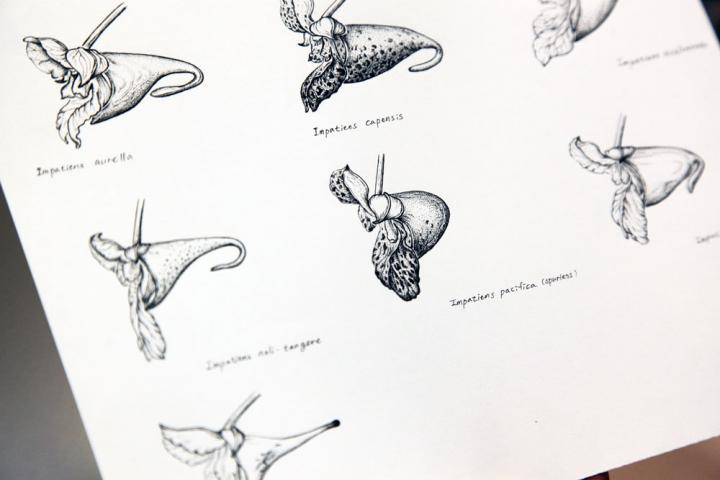 Illustrations