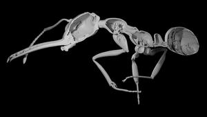 3D reconstruction of the exoskeleton of an ant worker (Myrmoteras sp.) from x-ray tomography