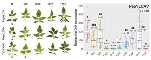 Assessing the resistance of tomato lines carrying different combinations of Ty genes against begomoviruses