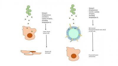 Engineered Nanosponges