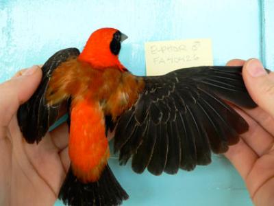 Red Bishop