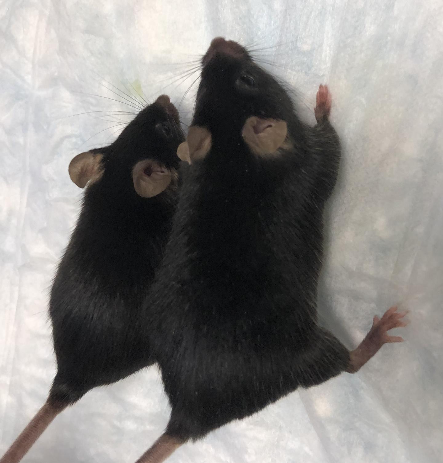 Larger Mouse