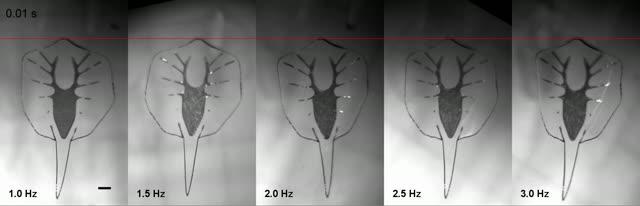 The Debut of a Robotic Stingray, Powered by Light-Activated Rat Cells (18 of 18)