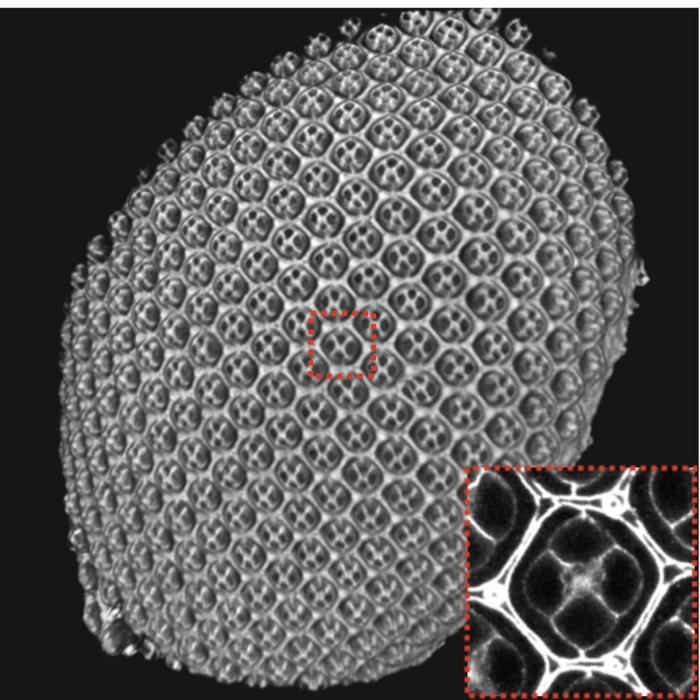 Developing Drosophila (fruit fly) eye
