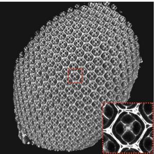 Developing Drosophila (fruit fly) eye