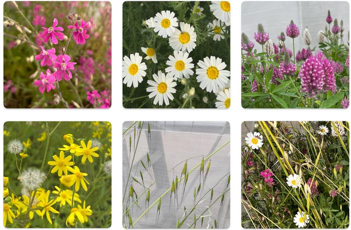 Experimental plant communities