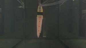 Video of soft robotic wing test