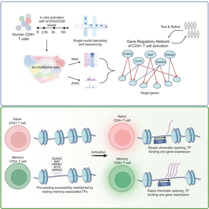 Deeper Understanding of Rapid Immune Response