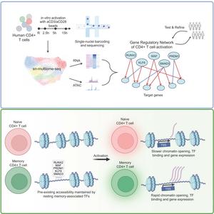 Deeper Understanding of Rapid Immune Response