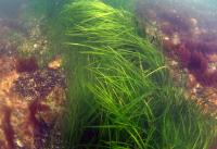 Seagrass