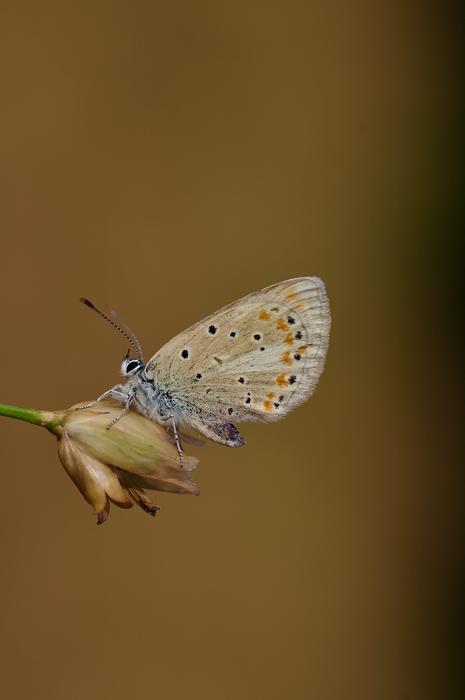 Polyommatus atlantica_1_Roger Vila