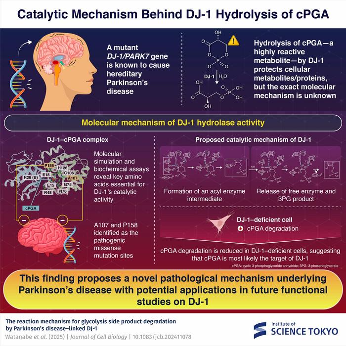 Parkinson’s disease-linked DJ-1 prevents cellular damage by hydrolyzing a highly reactive glycolysis side product