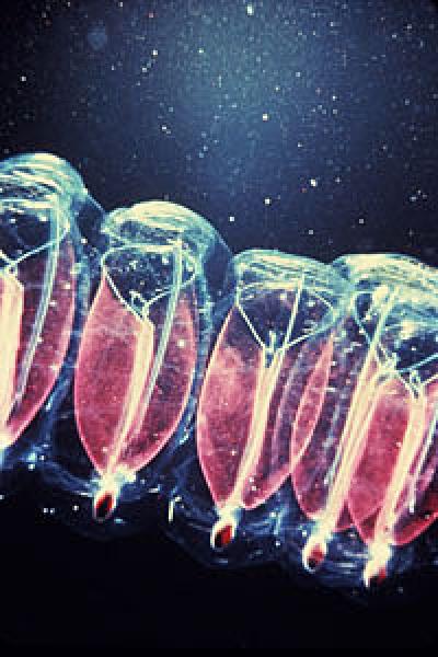 Mid-Ocean Salps