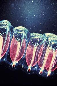 Mid-Ocean Salps