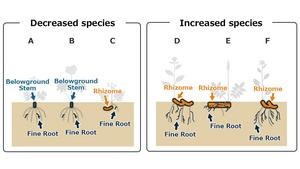 Comparison of belowground traits in species with reduced and increased populations
