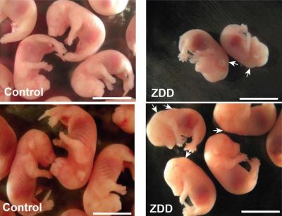 Mice Fetuses