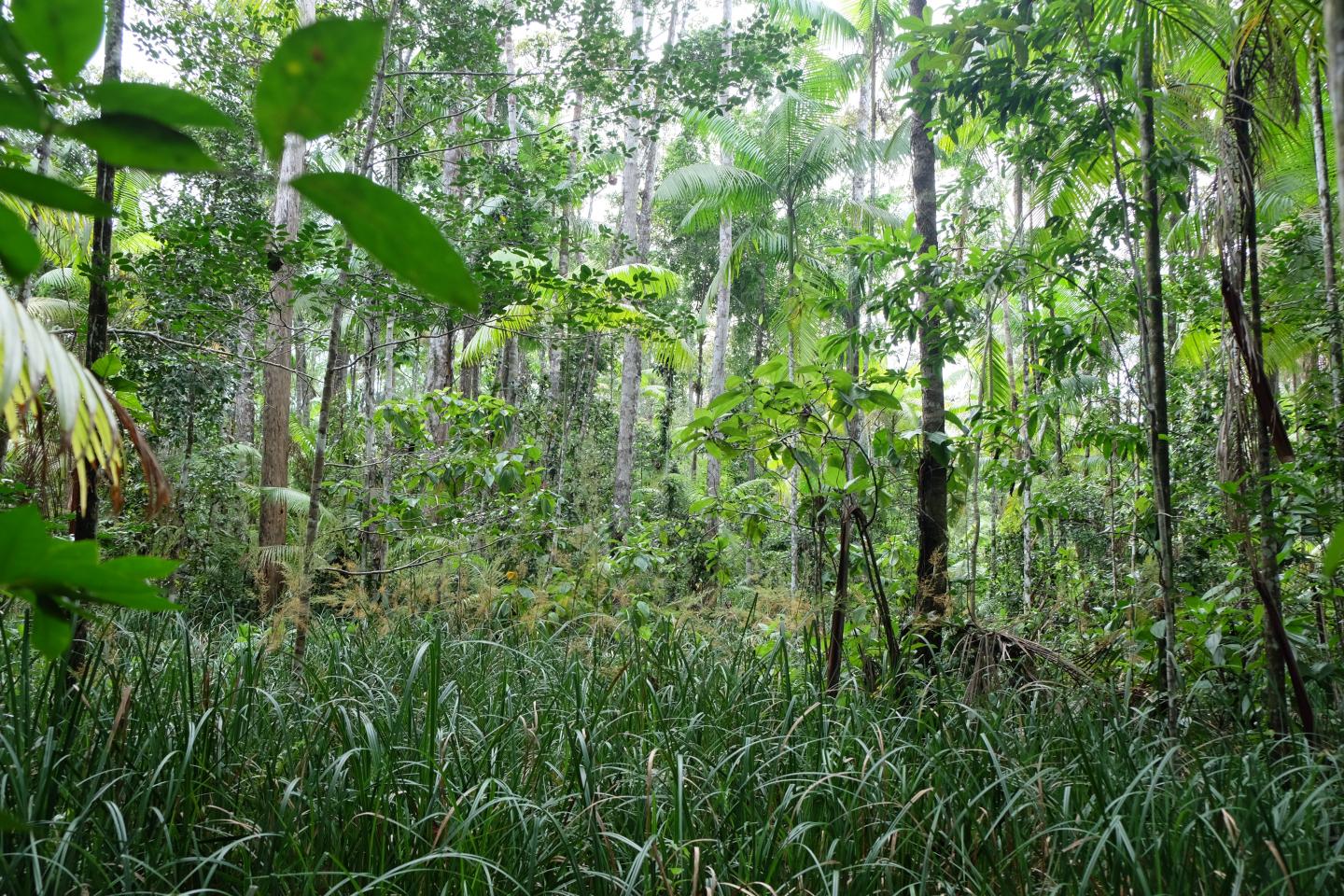 Tropical peatland