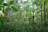 Tropical peatland