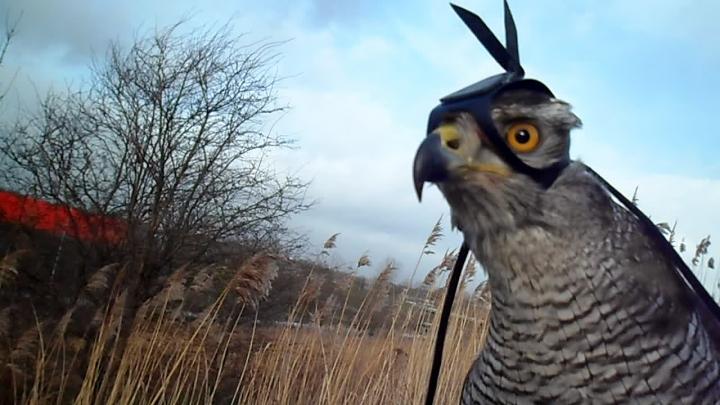 Northern Goshawk