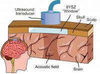 Window to the Brain Illustration