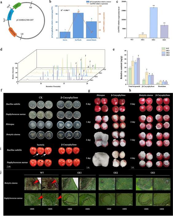 Overexpression of LmTPS1 improved the resistance of transgenic tomato to biotic stress.